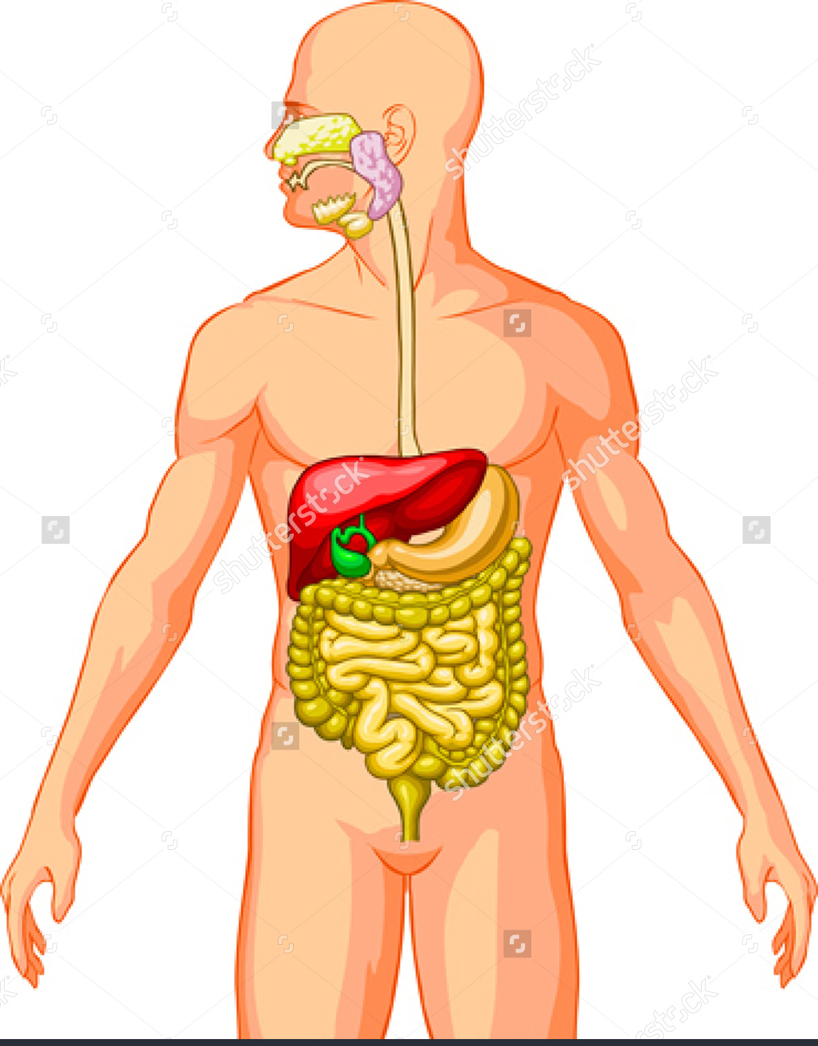 Изображения систем органов человека. Организм человека пищеварительная система. Пищеварительная система в теле человека. Органы человека желудок и пищеварительная система. Макет пищеварительной системы человека.