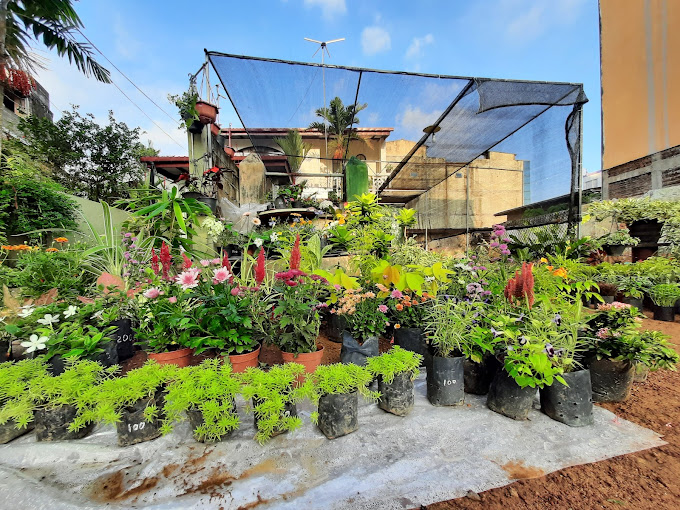 Nilaro Plant Nursery