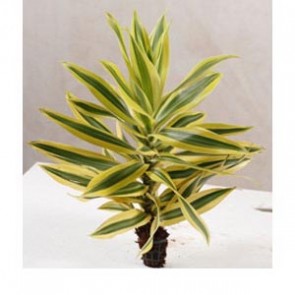 Philodendron xanadur