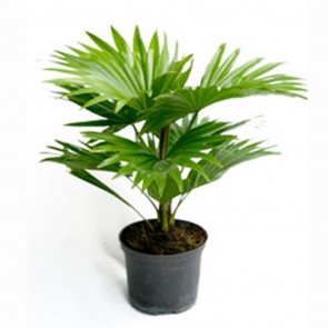 Livistonia rotundifolia