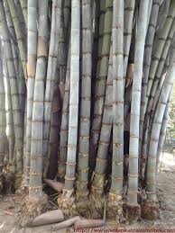 Sadaharitha Una Arana - Bamboo Park