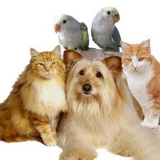 Pet Medicare Animal Hospital (Pvt) Ltd