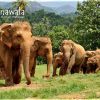 Elephant Gardens Pinnawala