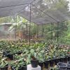 Green Garden Plant Nursery - Bandaragma
