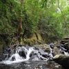 Sinharaja Rainforest Trail