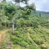 The Pekoe Trail Stage 20: Loonuwatte To Uda Pussellawa