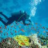 International Diving School - PADI 5 STAR DIVE RESORT Coral Sands Hotel