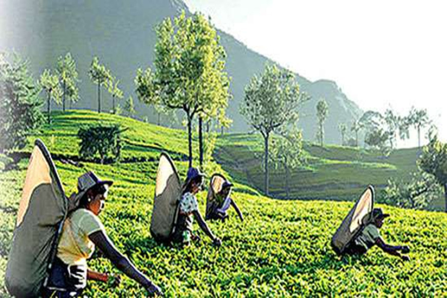 Tea exporters express concern over 18% VAT imposition