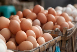 Sri Lanka to import one million eggs per day to tackle shortage