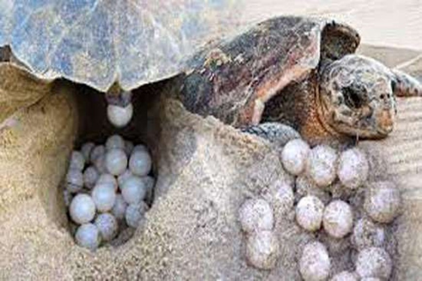 More turtles seek Island’s west coast to lay eggs: Wild Life DG