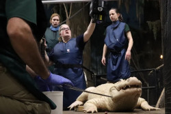 Nebraska zoo extracts 70 coins from white alligator's stomach