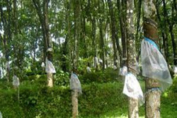 Sri Lanka rubber sector collapse to worsen with wage hike order: official
