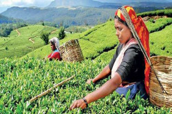 Tea industry records a a dip in crop with 18.73 million kilos in January