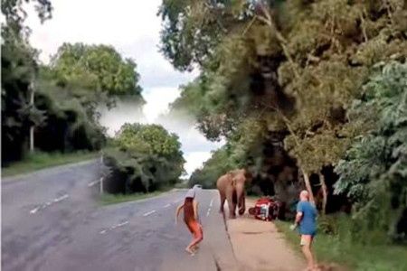 Tourists Encounter Wild Elephant during National Park Visit