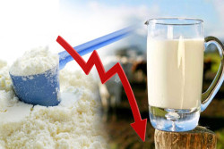 Milk powder importers to slash prices