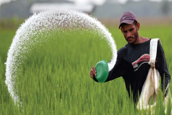 Govt to provide Rs. 11 billion in subsidies to paddy farmers to buy fertilizer