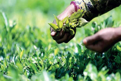 April tea crop falls to 4 year low dragging down cumulative performance