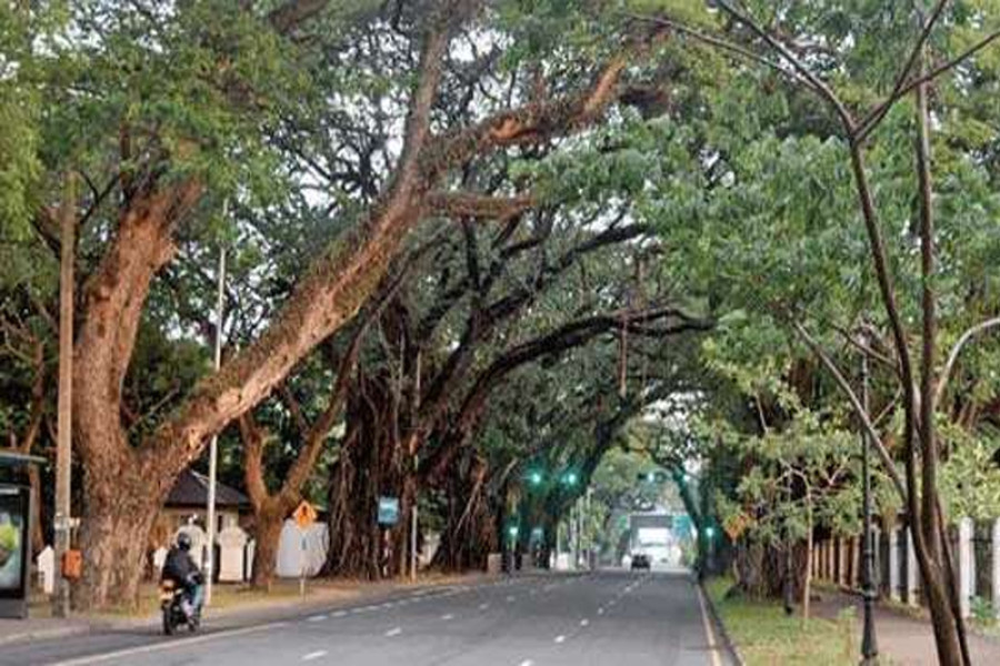 300 trees in CMC area identified as potential threat