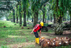 Government to completely reverse oil palm cultivation ban this year