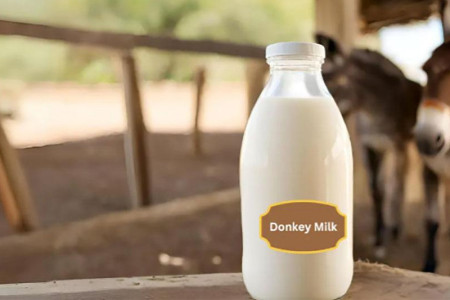 Veterinary faculty explores nutritious dairy and medicine from donkey milk