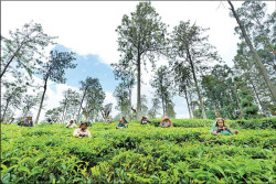 Jetwing expands organic tea footprint