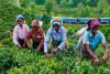 Sri Lanka to host global ISO review meeting for tea in July