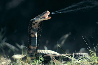 Common blood-thinning drug neutralises cobra venom