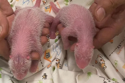 Giant panda twins born to oldest first-time mum