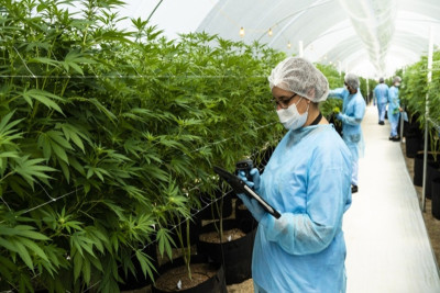 Govt. seeks investment proposals for medicinal cannabis projects