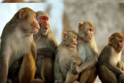 Sri Lanka’s monkey business with China becomes hoax