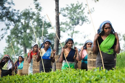 Planters’ Association strongly opposes wage hike for plantation sector workers