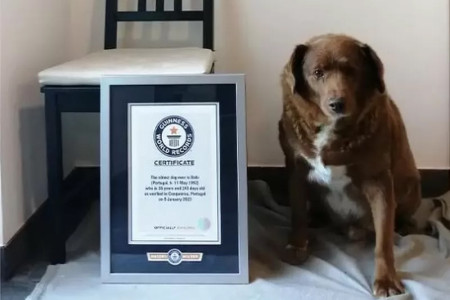 Guinness World Records reviews &#039;world&#039;s oldest dog&#039; title