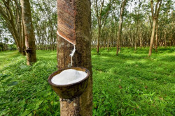 Sri Lanka loses over 51% of its rubber plantations to a fungal disease