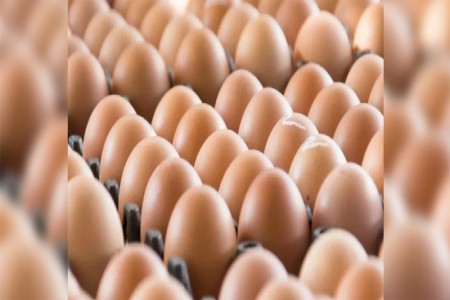 Chairman of STC leaves for India to inquire on delay in egg imports