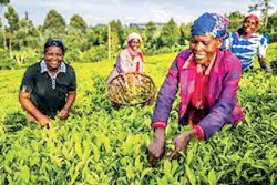 Browns becomes world’s biggest tea exporter in deal with LIPTON