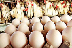 Sri Lanka chicken and egg issue focusses on Indian import controversy