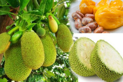 Three million Jackfruit tree plantation program gets underway for food security