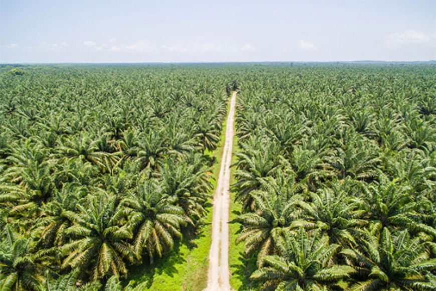 Committee to be appointed to address issues in palm industry in the North